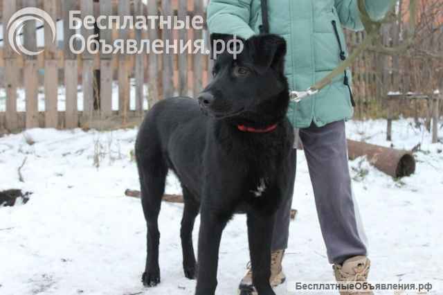 Статный 10 мес щенок Арче в добрые руки Обожает детей