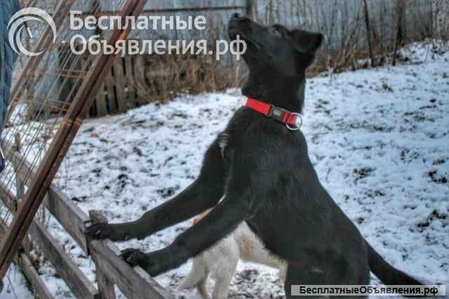 Статный 10 мес щенок Арче в добрые руки Обожает детей