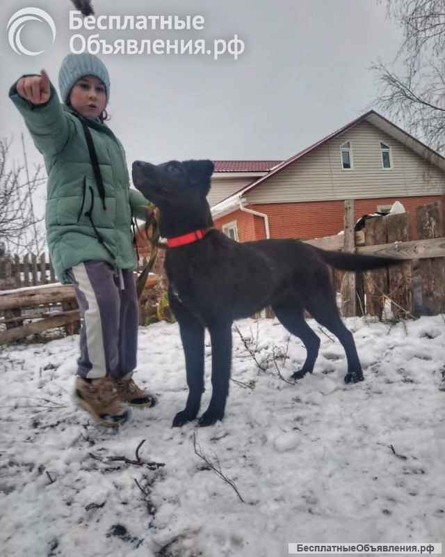 Статный 10 мес щенок Арче в добрые руки Обожает детей