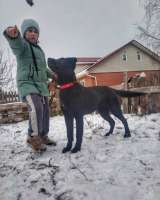 Статный 10 мес щенок Арче в добрые руки Обожает детей