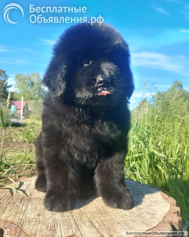 Ньюфо-пупсики