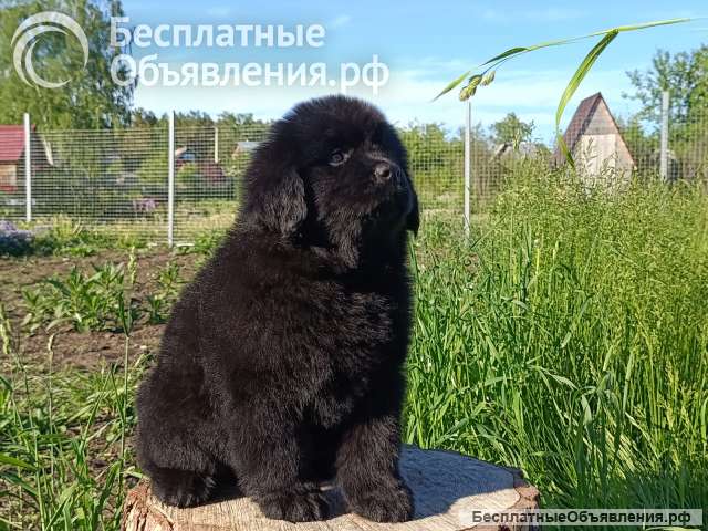 Ньюфо-пупсики