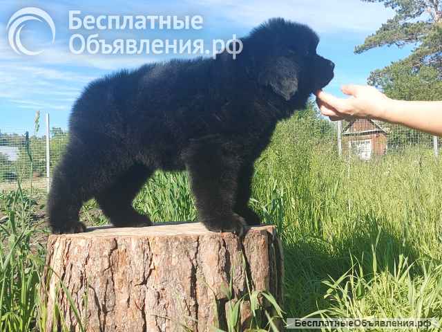 Ньюфо-пупсики