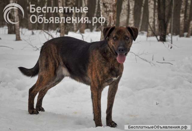 Эрик компаньон-интеллигент ищет семью