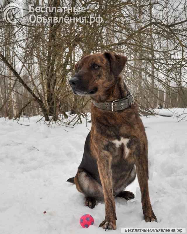 Эрик компаньон-интеллигент ищет семью