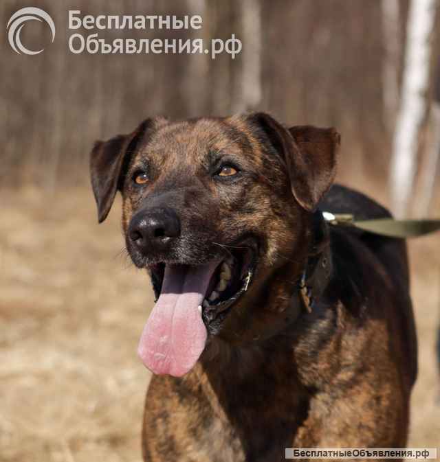 Эрик компаньон-интеллигент ищет семью