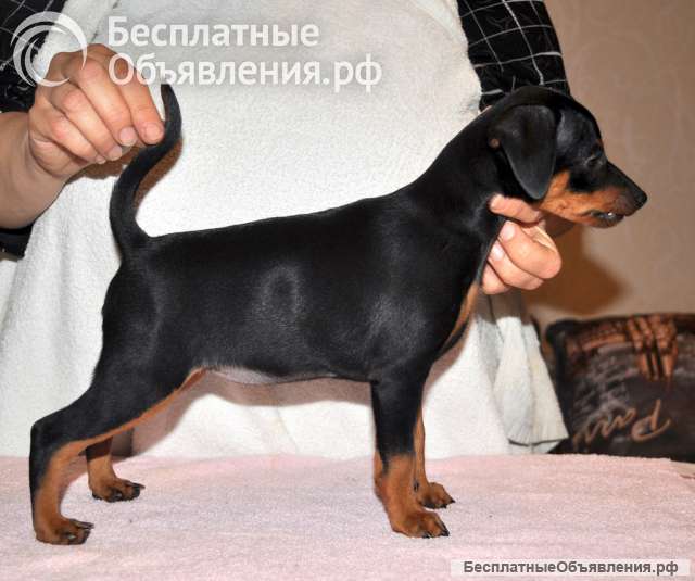 Чудесные щенки цвергпинчера