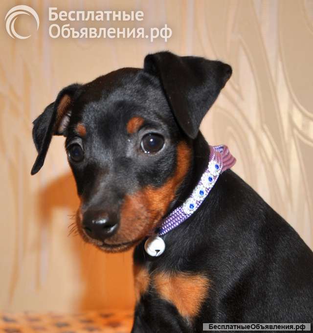 Чудесные щенки цвергпинчера