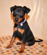 Чудесные щенки цвергпинчера