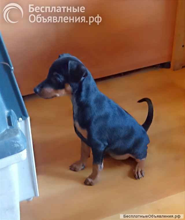 Чудесные щенки цвергпинчера