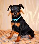 Чудесные щенки цвергпинчера