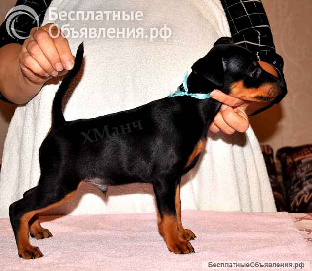 Чудесные щенки цвергпинчера