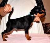 Чудесные щенки цвергпинчера