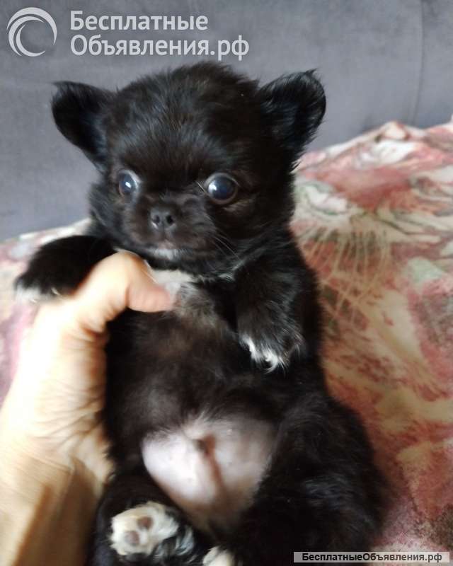 Чихуашечки щеночки