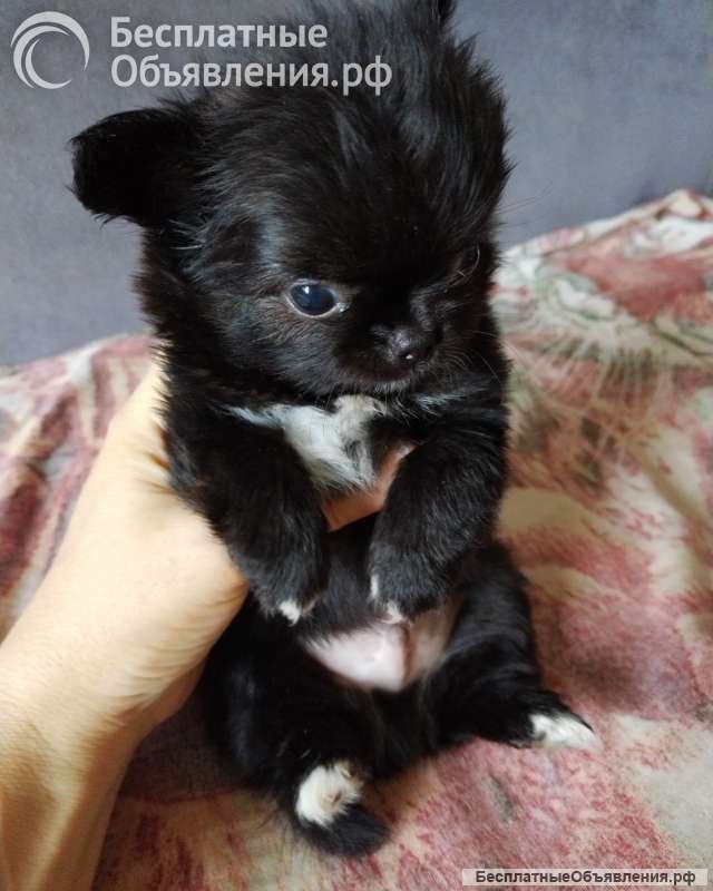 Чихуашечки щеночки