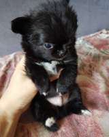 Чихуашечки щеночки