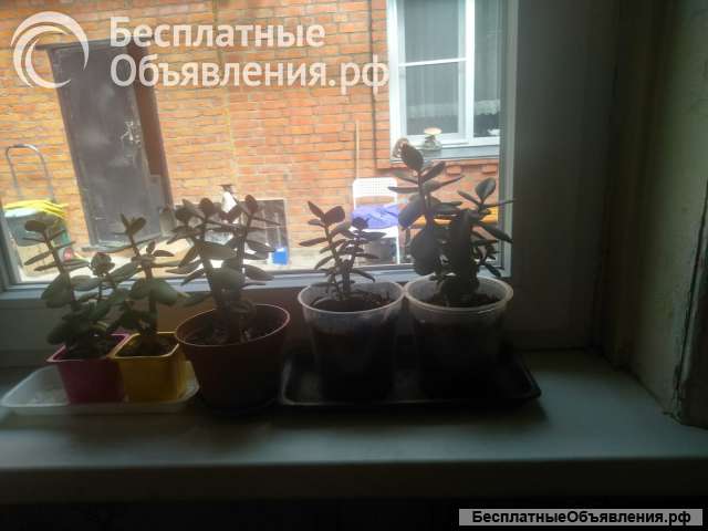 Пуансеттия- Подрощенные ростки в горшках. Желательно оптом *по 60 р. шт. Бонусом -журналы по цв