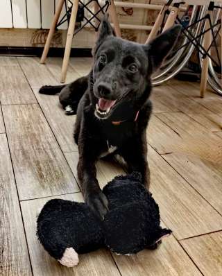 Миниатюрная красоточка ищет дом