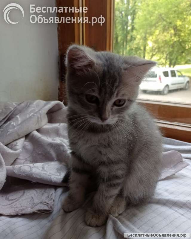 Котек в добрые руки