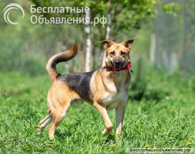 Возьмите домой верного друга Рэма