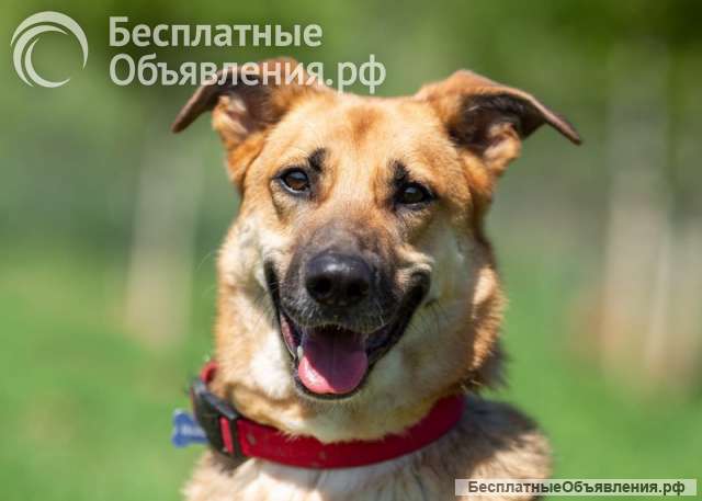 Возьмите домой верного друга Рэма