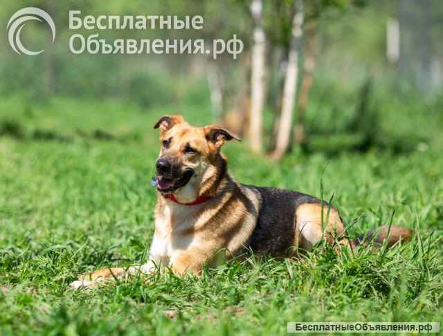 Возьмите домой верного друга Рэма