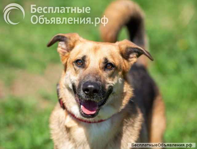 Возьмите домой верного друга Рэма