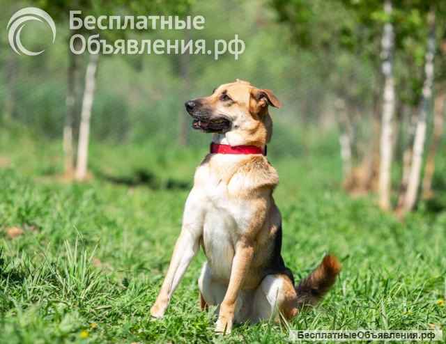 Возьмите домой верного друга Рэма