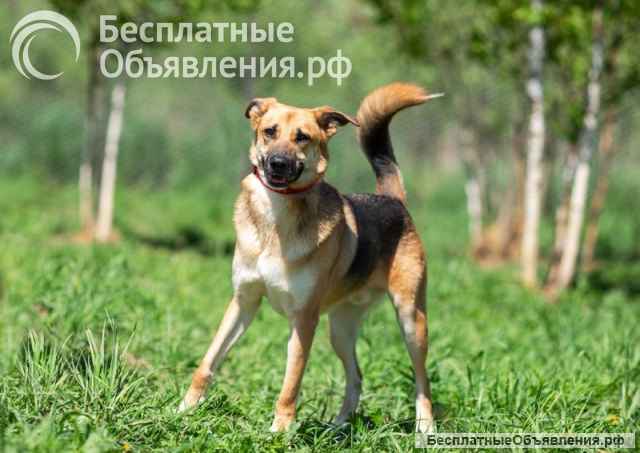 Возьмите домой верного друга Рэма
