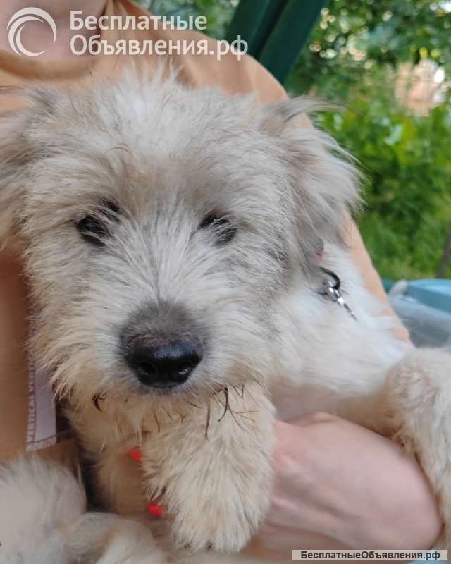 Ванилька в поиске любящей семьи