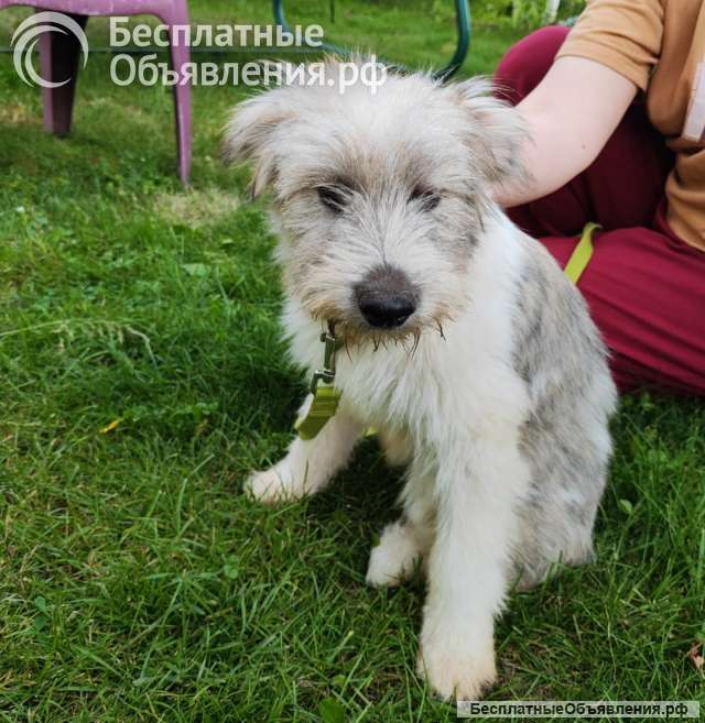 Ванилька в поиске любящей семьи