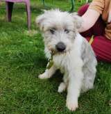 Ванилька в поиске любящей семьи