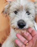 Ванилька в поиске любящей семьи