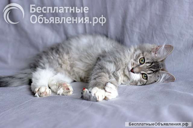 Маленькое чудо Пушок, милейший серо-дымчатый котенок в добрые руки