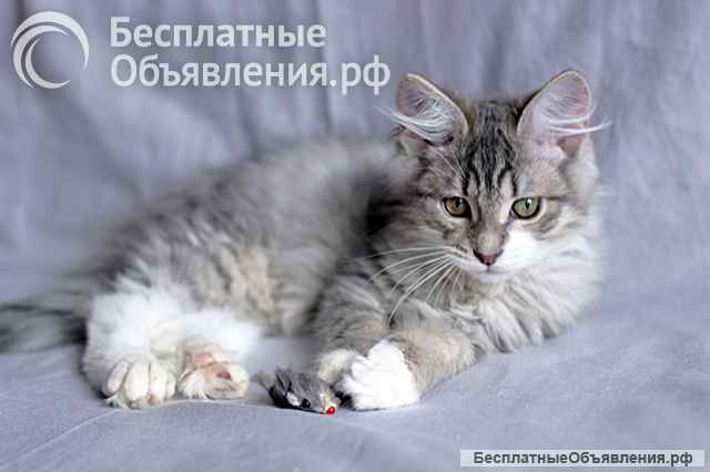 Маленькое чудо Пушок, милейший серо-дымчатый котенок в добрые руки