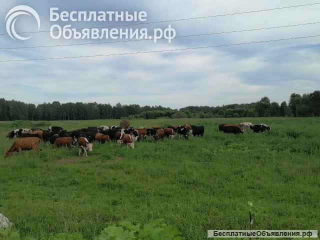 Животноводческая ферма продаю