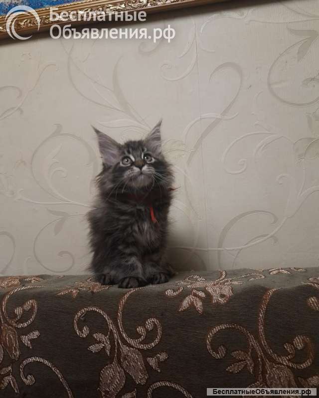 Котята мейн-кун
