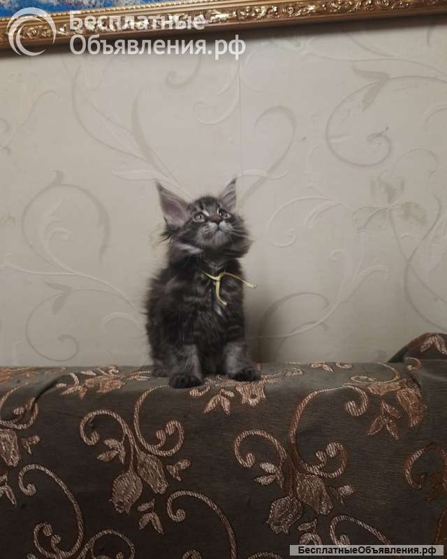 Котята мейн-кун