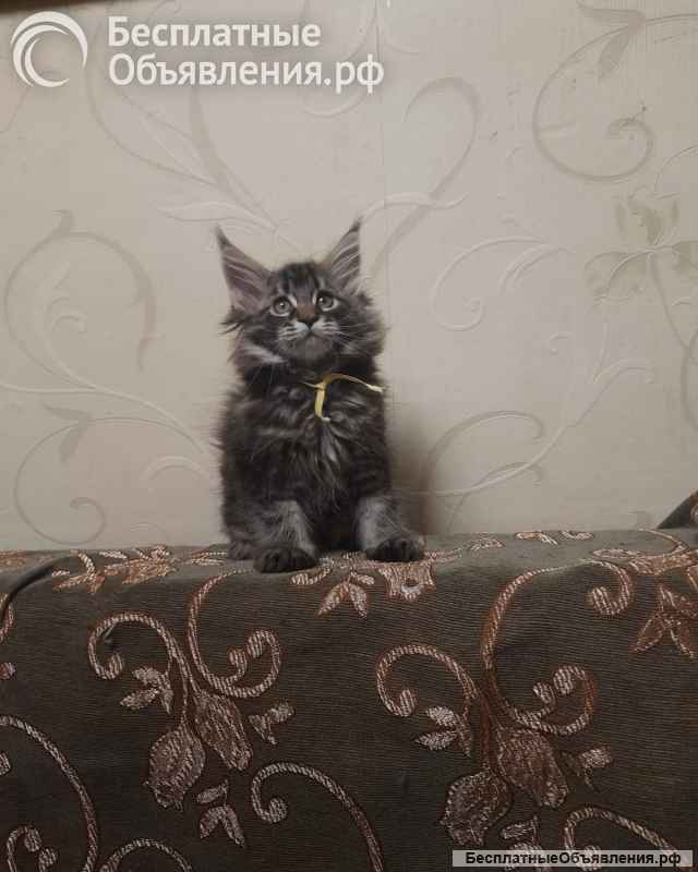 Котята мейн-кун