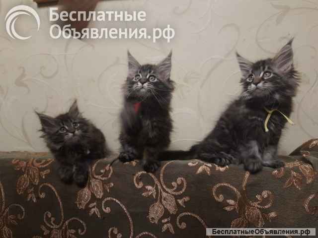 Котята мейн-кун