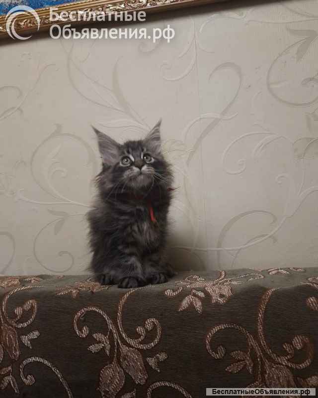 Котята мейн-кун