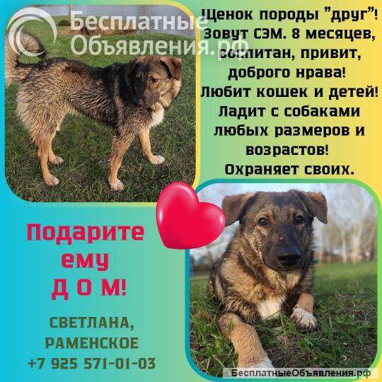 Идеальный мальчик Сэм в добрые руки