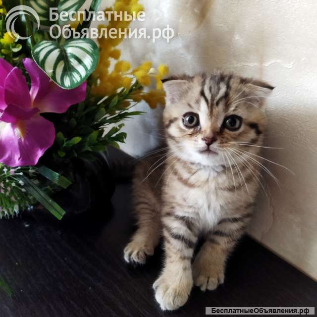 Шотландские вислоухие котята