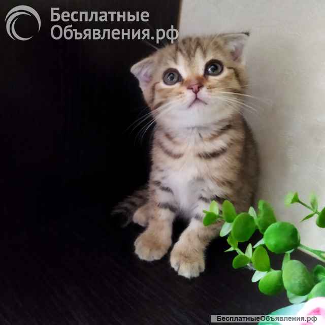 Шотландские вислоухие котята