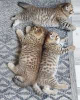 Шотландские вислоухие котята