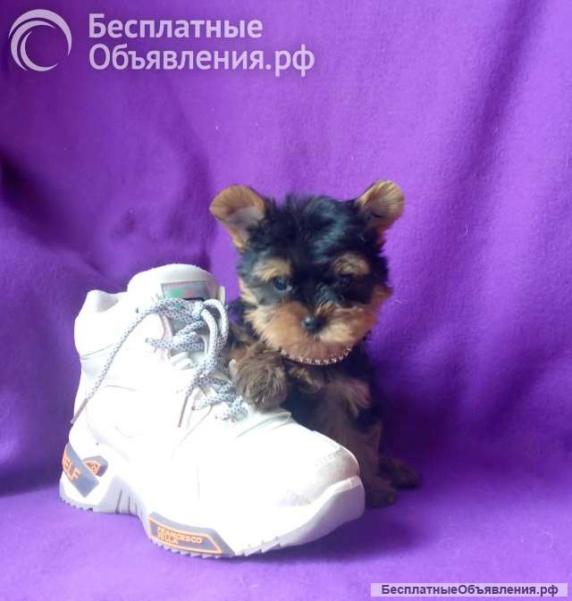 Девочка йорка мелкий стандарт