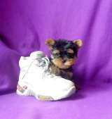 Девочка йорка мелкий стандарт