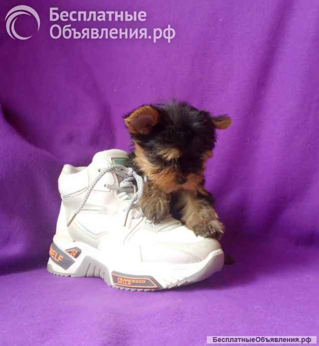 Девочка йорка мелкий стандарт