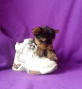 Девочка йорка мелкий стандарт