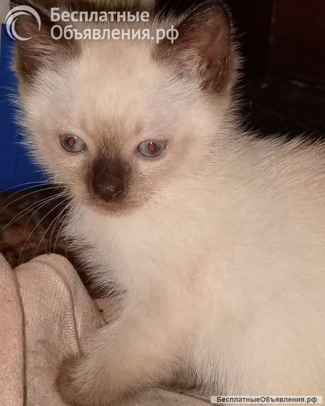 В добрые руки